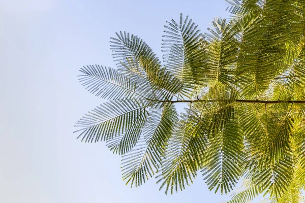 Beautiful Big Green Acacia Mearnsii Tree Leaves Blue Sky Background — Stock Photo, Image