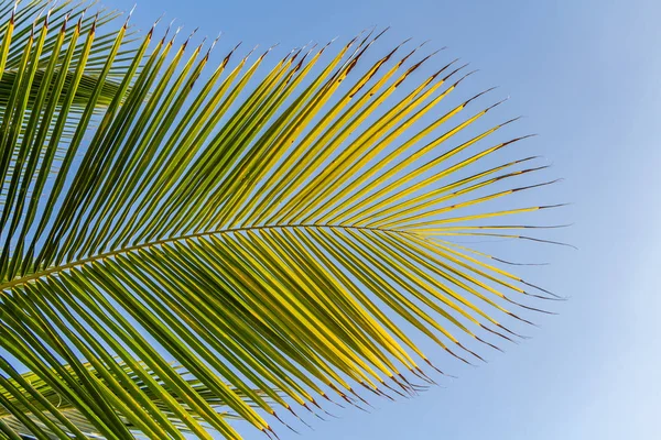 Beautiful Big Cocos Nucifera Palm Leaf Beach Orange Sunrise Sky — Stock Photo, Image