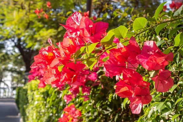 Flores vermelhas Bougainvillea com folhas verdes cresce em um jardim — Fotografia de Stock