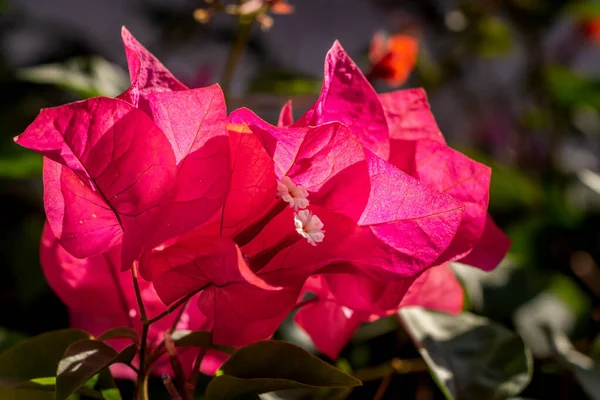 Flores vermelhas Bougainvillea com folhas verdes cresce em um jardim — Fotografia de Stock