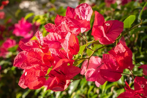 Flores vermelhas Bougainvillea com folhas verdes cresce em um jardim — Fotografia de Stock