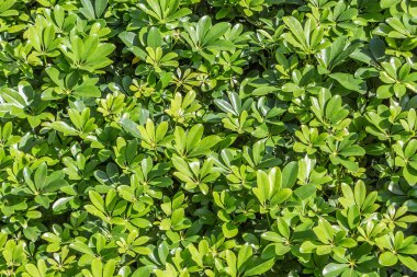 Schefflera Arboricola çalılarının yeşil dokusunu fotoğrafta görüyoruz.