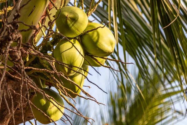 Beautiful Cocos nucifera palms with a group of green coconuts is on the blue sky background