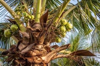 Mavi gökyüzü arka planında yeşil hindistan cevizli güzel Cocos nucifera palmiyeleri var.
