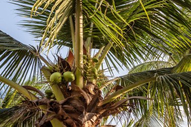 Mavi gökyüzü arka planında yeşil hindistan cevizli güzel Cocos nucifera palmiyeleri var.