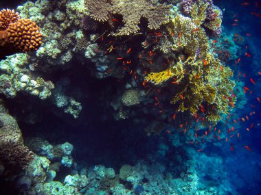 Sualtı fotoğraf bir güzel renkli melek balık ve mercan ile Mısır'daki Red Sea'deki/daki çekildi