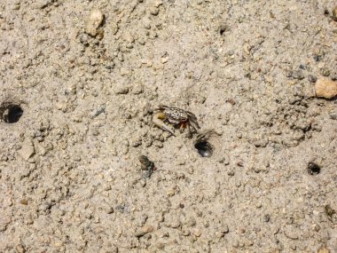Fotoğrafta, sarı kum ve yengeç ile beyaz mercanın güzel yatay dokusu yer alıyor.