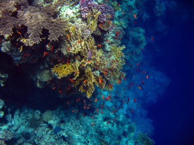 Sualtı fotoğraf bir güzel renkli melek balık ve mercan ile Mısır'daki Red Sea'deki/daki çekildi