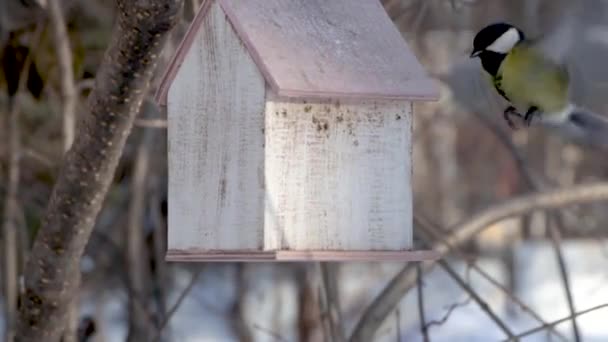 Küçük Sarı Bir Meme Sarı Bir Kuş Sincap Besleme Evine — Stok video
