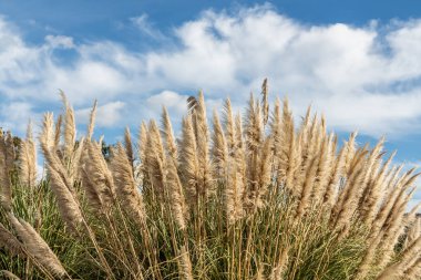 Kuru sarı Cortaderia Selloana Pumila Pumila tüyü otları parktaki beyaz bulutlarla mavi gökyüzünde