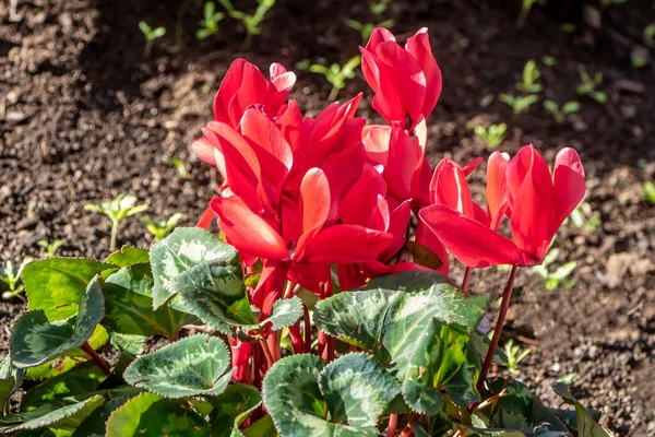 Red Cyclamen flowers with green leaves are in a park in summer — Stock Photo, Image