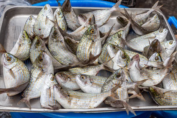 Group of bright fresh sea fish is in a gray metallic basket on the market for sale