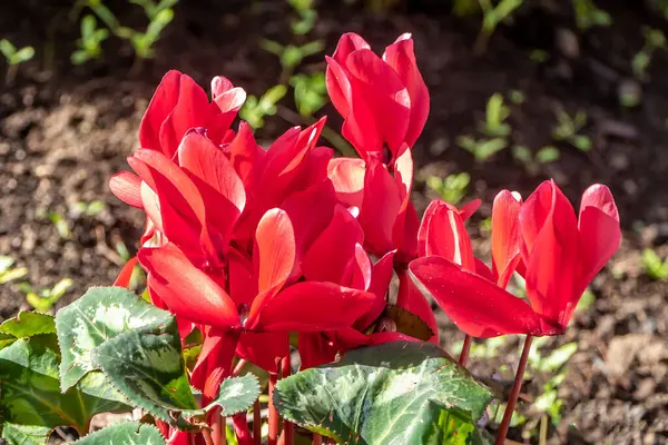 Red Cyclamen flowers with green leaves are in a park in summer — Stock Photo, Image