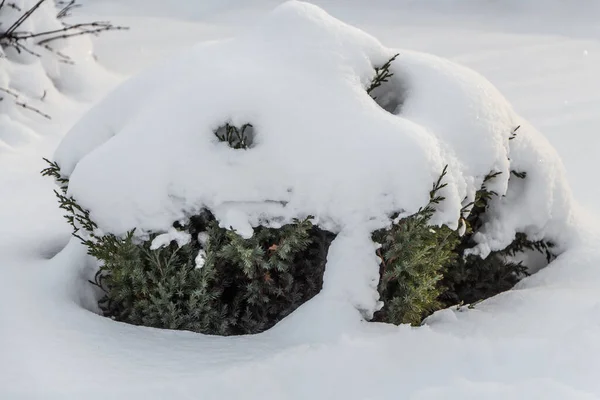 Malá zelená jedle s bílým sněhem a mrazem je na vánoční a novoroční dekorace v zimní zahradě — Stock fotografie