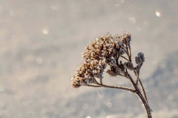 Un arbusto seco naranja con escarcha en la parte superior está sobre un hermoso fondo gris borroso con luz bokeh en invierno —  Fotos de Stock
