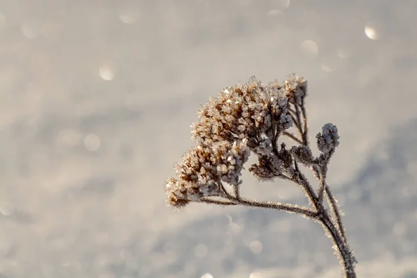 Um arbusto seco laranja com geada na parte superior está em um belo fundo cinza borrão com luz bokeh no inverno — Fotografia de Stock