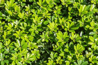 Schefflera Arboricola çalılarının yeşil dokusunu fotoğrafta görüyoruz.
