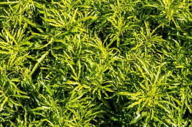 Girit Fren Pteris Cretica çalılarının yeşil dokusu fotoğrafta gördüğümüz yapraklarla kaplı.