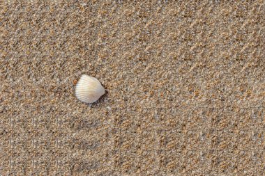 Fotoğrafta beyaz çakıl taşları ve kabukları olan güzel sarı kumların yatay dokusu yer alıyor.
