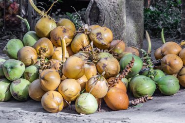 Bir avuç yeşil ve portakallı hindistan cevizi gri zeminde bir palmiye ağacının altında.