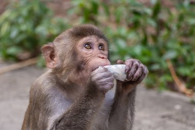Maymun makağı beyaz plastikle şeker yiyor ve doğal parktaki bir adama bakıyor.