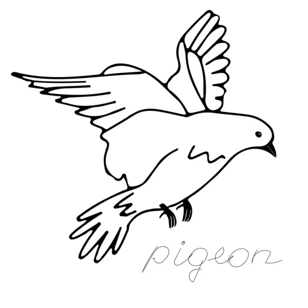 Handgezeichnete schwarze Vektor-Illustration einer Taube fliegt auf weißem Hintergrund mit dem Schriftzug Pigeon — Stockvektor