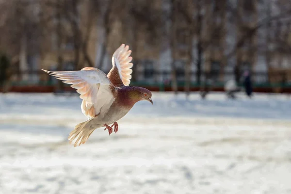 Red pigeon with rainbow neck and bright eyes and light wings is flying in the park in winter — Stock Photo, Image