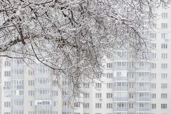 白いふわふわの雪に覆われた茶色いカエデの枝は 冬の日に窓と灰色のバルコニーがあるモダンな建物の背景にあります — ストック写真