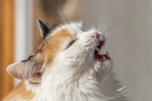 口と口を開くとピンクの鼻と緑の目を持つ美しい大人のふわふわの長髪の猫の肖像画 — ストック写真