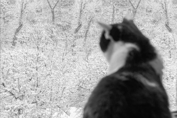 Beautiful Adult Young Black White Cat Focus Sitting Window Looking — Stock Photo, Image