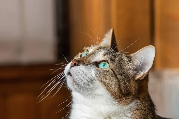 Bellissimo Adulto Giovane Gatto Bianco Rosso Con Bocca Aperta Sta — Foto Stock