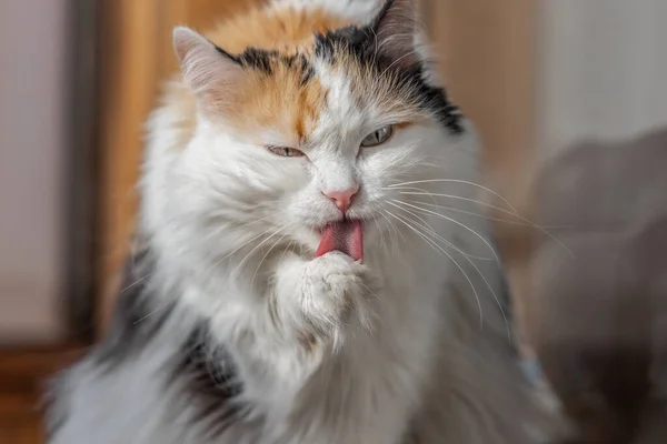 一只漂亮的成年毛茸茸的长毛三色猫 长着绿色的眼睛 粉红的鼻子 用粗糙的红舌舔爪子 — 图库照片
