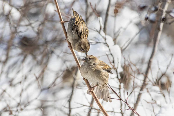 Ein Spatzenpaar Sitzt Winter Auf Dem Braunen Ast Eines Baumes — Stockfoto