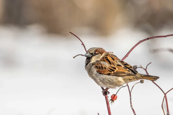 Ein Lustiger Grauer Und Brauner Spatz Sitzt Winter Auf Einem — Stockfoto