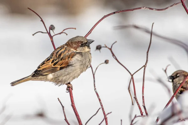 Een Leuke Grijze Bruine Mus Zit Een Tak Sneeuw Het — Stockfoto