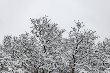 Kahverengi akçaağaç dalları kışın bembeyaz kar ile kaplıdır..