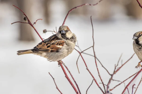 Ein Lustiger Grauer Und Brauner Spatz Sitzt Winter Auf Einem — Stockfoto