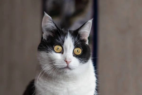 Portrait Beautiful Adult Young Black White Cat Big Yellow Eyes — Stock Photo, Image