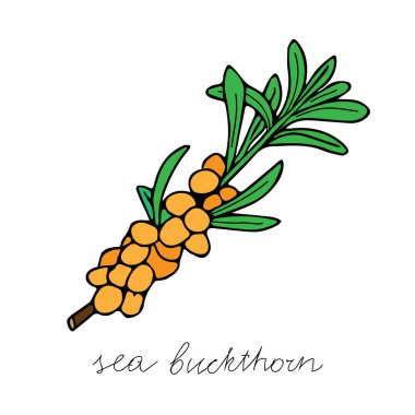 Beyaz arka planda yeşil yapraklı parlak turuncu ve sarı olgun deniz karabataklarından oluşan bir renk vektör çizimi.