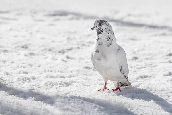 White Gray Pigeon Bright Eyes Red Legs Walking Park Winter — Stock Photo, Image