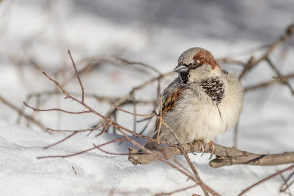 Een Leuke Grijze Bruine Mus Zit Een Tak Het Park — Stockfoto