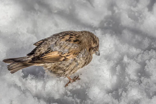 公园里的雪地上坐着一只有趣的灰色和棕色的麻雀 — 图库照片