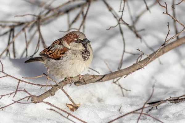 Ein Lustiger Grauer Und Brauner Sperling Sitzt Winter Auf Einem — Stockfoto