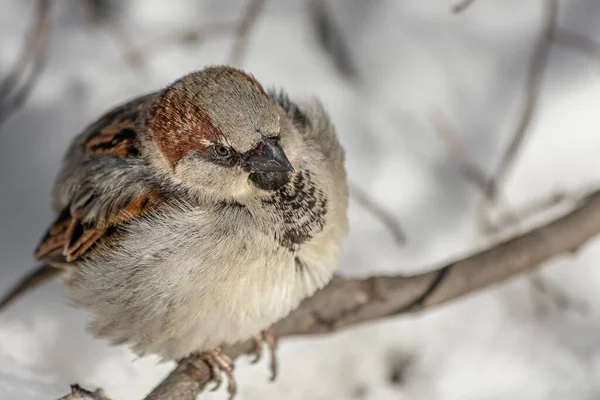 Ein Lustiger Grauer Und Brauner Sperling Sitzt Winter Auf Einem — Stockfoto