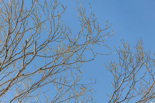 Ramos Árvore Álamo Parque Primavera Fundo Céu Azul Dia Ensolarado — Fotografia de Stock