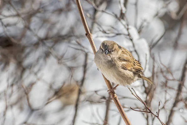 冬の公園の枝には 灰色の背景がぼやけている楽しい灰色と茶色の雀が座っています — ストック写真