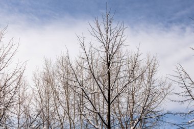 Beyaz pofuduk karla kaplı kahverengi dallar mavi gökyüzü arka planında kış günündedir.
