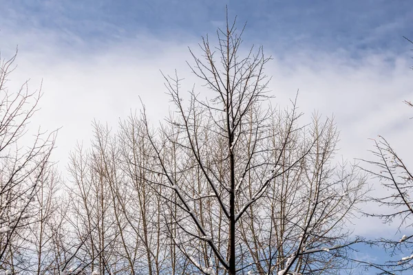 Beyaz pofuduk karla kaplı kahverengi dallar mavi gökyüzü arka planında kış günündedir.