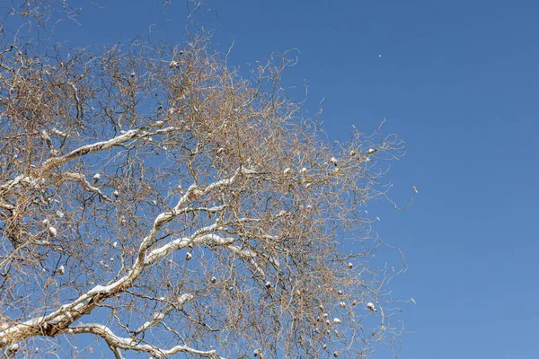 Rami di salice nel parco in primavera su uno sfondo blu cielo nella giornata di sole — Foto Stock