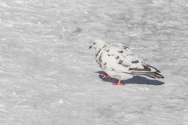 Witte en grijze duif met heldere ogen en rode poten loopt in de winter in het park — Stockfoto
